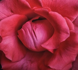 Pink Rose   